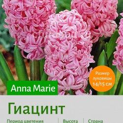  Гиацинт (Heacintus) Anna Marie 